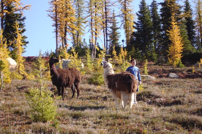RS Perry novel llamas Pipestone and Santana high above Wolf Canyon Ranch